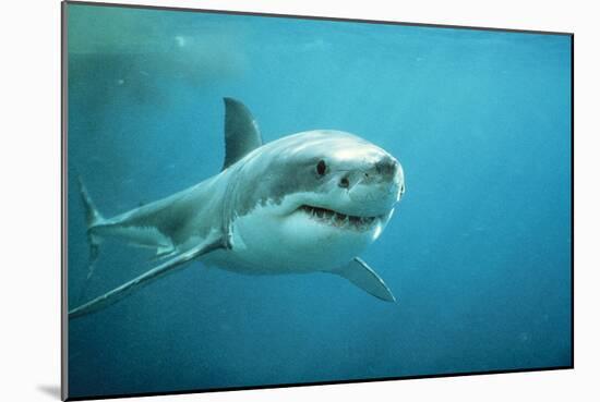 Great White Pointer Shark-null-Mounted Photographic Print