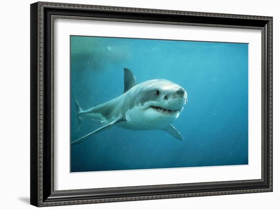 Great White Pointer Shark-null-Framed Photographic Print