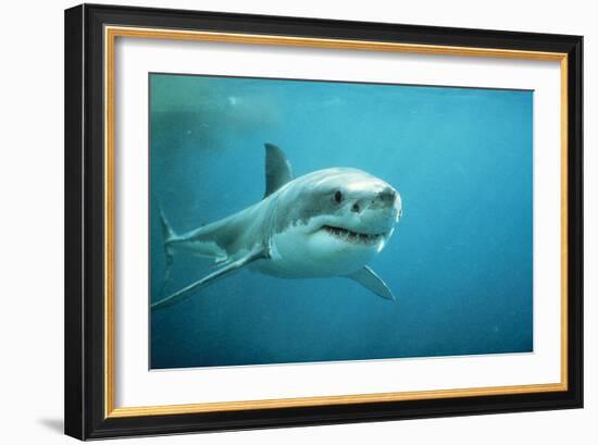 Great White Pointer Shark-null-Framed Photographic Print