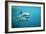 Great White Pointer Shark-null-Framed Photographic Print