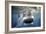 Great White Pointer Shark-null-Framed Photographic Print