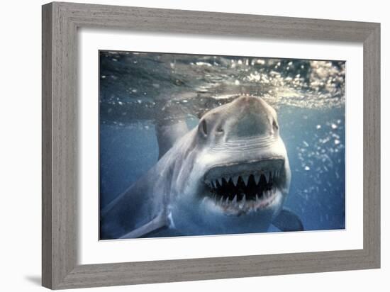 Great White Pointer Shark-null-Framed Photographic Print