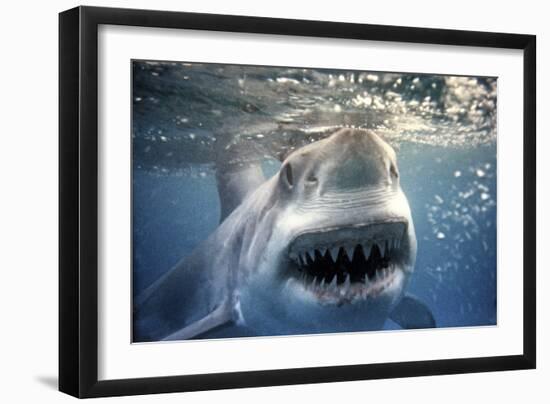 Great White Pointer Shark-null-Framed Photographic Print