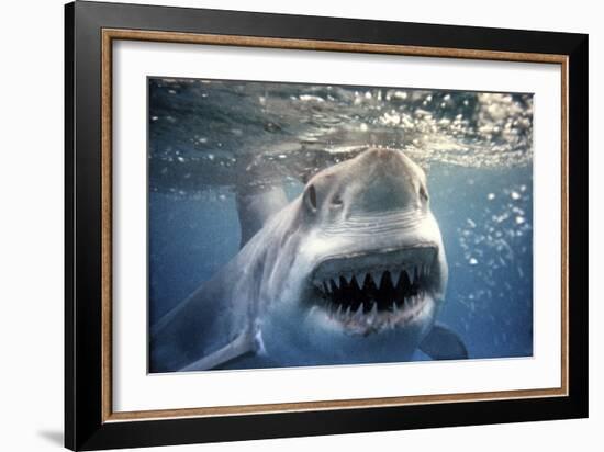 Great White Pointer Shark-null-Framed Photographic Print