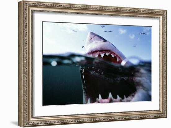 Great White Pointer Shark--Framed Photographic Print