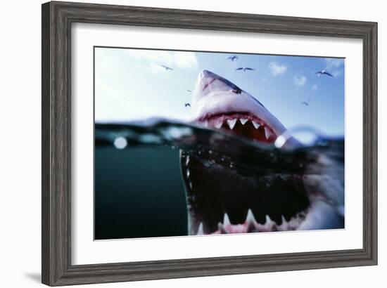 Great White Pointer Shark-null-Framed Photographic Print