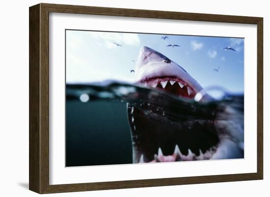 Great White Pointer Shark--Framed Photographic Print