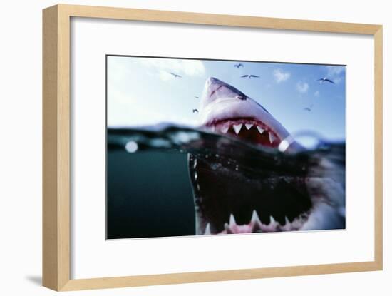 Great White Pointer Shark-null-Framed Photographic Print