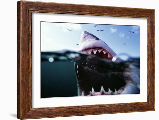 Great White Pointer Shark-null-Framed Photographic Print