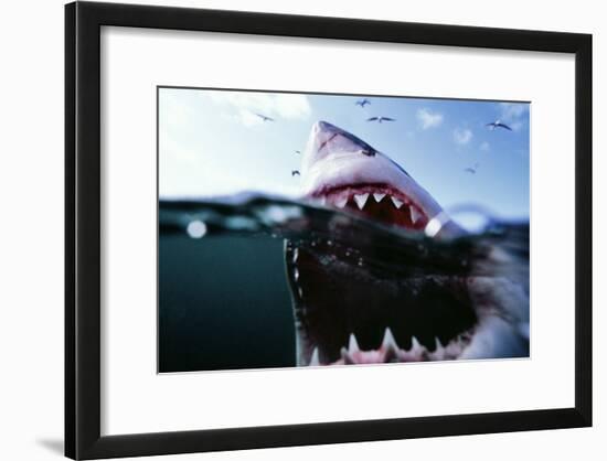 Great White Pointer Shark-null-Framed Photographic Print