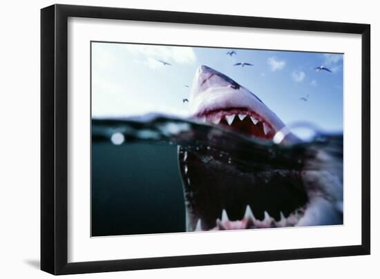 Great White Pointer Shark-null-Framed Photographic Print