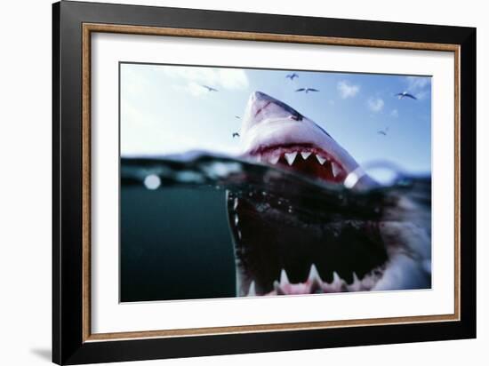 Great White Pointer Shark-null-Framed Photographic Print