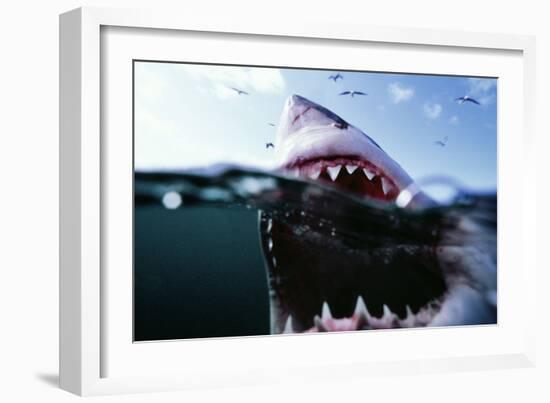 Great White Pointer Shark--Framed Photographic Print