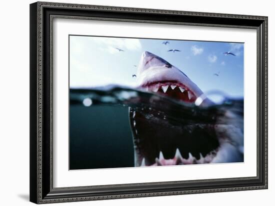 Great White Pointer Shark-null-Framed Photographic Print