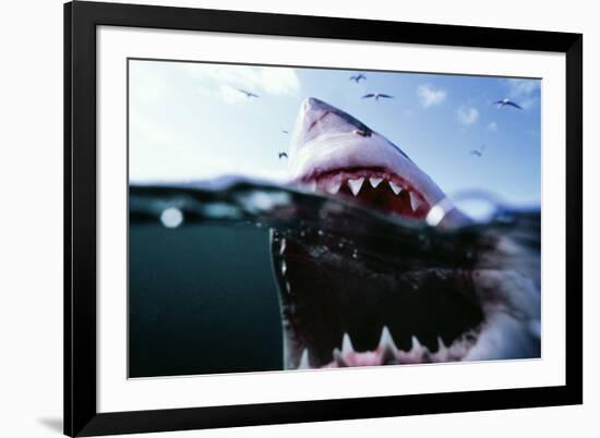 Great White Pointer Shark-null-Framed Photographic Print