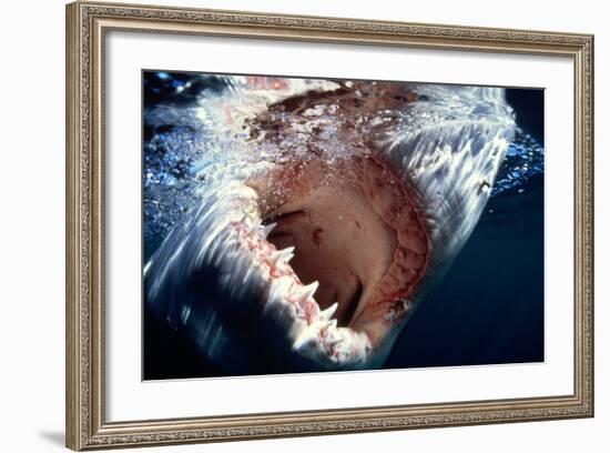 Great White Pointer Shark--Framed Photographic Print