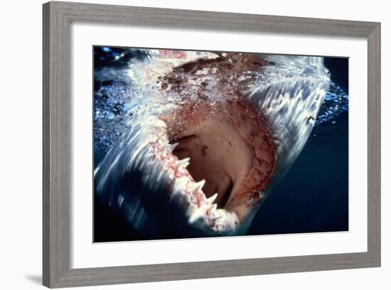 Great White Pointer Shark-null-Framed Photographic Print