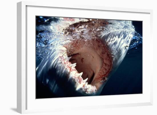 Great White Pointer Shark--Framed Photographic Print