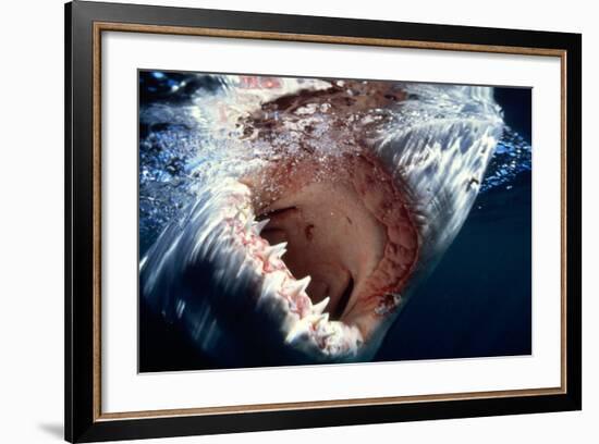 Great White Pointer Shark--Framed Photographic Print