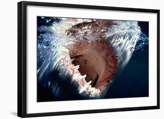 Great White Pointer Shark-null-Framed Photographic Print