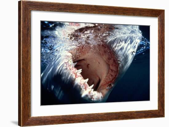 Great White Pointer Shark-null-Framed Photographic Print