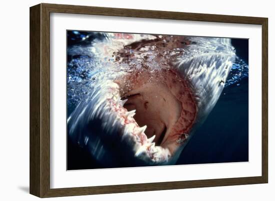 Great White Pointer Shark-null-Framed Photographic Print