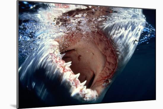 Great White Pointer Shark-null-Mounted Photographic Print