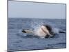 Great White Shark, Breaching, Seal Island, False Bay, Cape Town-Ann & Steve Toon-Mounted Photographic Print