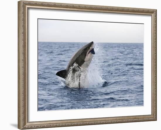 Great White Shark, Breaching to Decoy, Seal Island, False Bay, Cape Town-Ann & Steve Toon-Framed Photographic Print