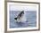 Great White Shark, Breaching to Decoy, Seal Island, False Bay, Cape Town-Ann & Steve Toon-Framed Photographic Print