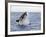 Great White Shark, Breaching to Decoy, Seal Island, False Bay, Cape Town-Ann & Steve Toon-Framed Photographic Print