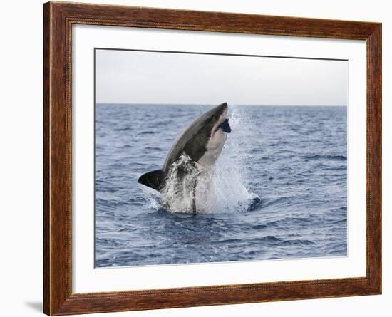 Great White Shark, Breaching to Decoy, Seal Island, False Bay, Cape Town-Ann & Steve Toon-Framed Photographic Print