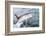 Great White Shark (Carcharodon Carcharias) at the Surface at Kleinbaai in the Western Cape-Louise Murray-Framed Photographic Print