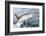 Great White Shark (Carcharodon Carcharias) at the Surface at Kleinbaai in the Western Cape-Louise Murray-Framed Photographic Print