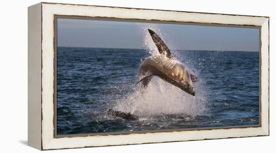 Great White Shark (Carcharodon Carcharias) Breaching-Cheryl-Samantha Owen-Framed Premier Image Canvas