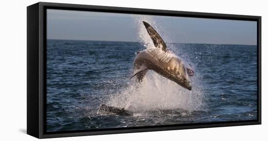 Great White Shark (Carcharodon Carcharias) Breaching-Cheryl-Samantha Owen-Framed Premier Image Canvas