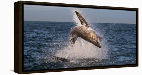 Great White Shark (Carcharodon Carcharias) Breaching-Cheryl-Samantha Owen-Framed Premier Image Canvas