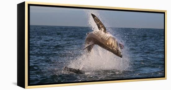 Great White Shark (Carcharodon Carcharias) Breaching-Cheryl-Samantha Owen-Framed Premier Image Canvas