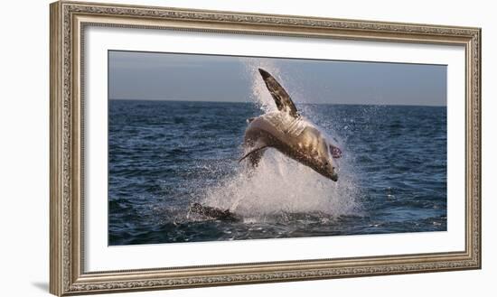 Great White Shark (Carcharodon Carcharias) Breaching-Cheryl-Samantha Owen-Framed Photographic Print