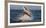 Great White Shark (Carcharodon Carcharias) Breaching-Cheryl-Samantha Owen-Framed Photographic Print