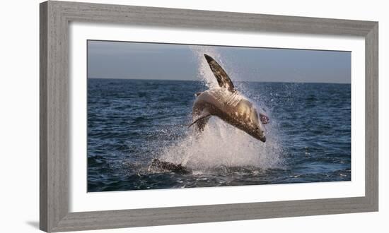 Great White Shark (Carcharodon Carcharias) Breaching-Cheryl-Samantha Owen-Framed Photographic Print