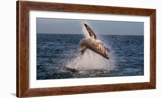 Great White Shark (Carcharodon Carcharias) Breaching-Cheryl-Samantha Owen-Framed Photographic Print