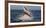 Great White Shark (Carcharodon Carcharias) Breaching-Cheryl-Samantha Owen-Framed Photographic Print