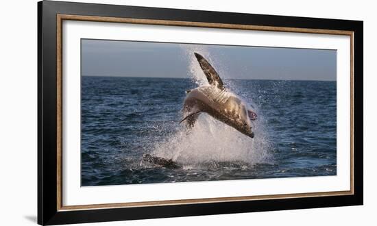 Great White Shark (Carcharodon Carcharias) Breaching-Cheryl-Samantha Owen-Framed Photographic Print