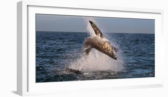 Great White Shark (Carcharodon Carcharias) Breaching-Cheryl-Samantha Owen-Framed Photographic Print