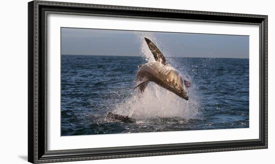 Great White Shark (Carcharodon Carcharias) Breaching-Cheryl-Samantha Owen-Framed Photographic Print