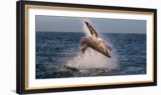 Great White Shark (Carcharodon Carcharias) Breaching-Cheryl-Samantha Owen-Framed Photographic Print