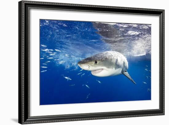 Great White Shark (Carcharodon Carcharias) Guadalupe Island, Mexico, Pacific Ocean. Vulnerable-Franco Banfi-Framed Photographic Print