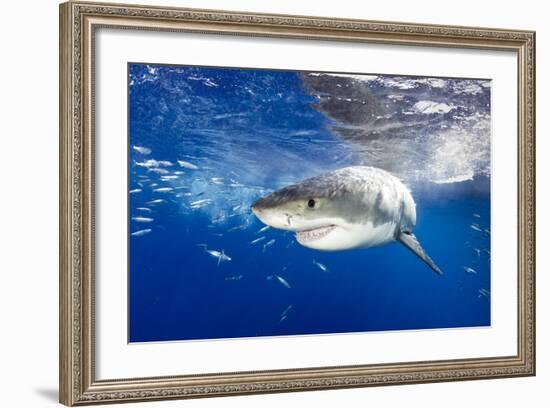 Great White Shark (Carcharodon Carcharias) Guadalupe Island, Mexico, Pacific Ocean. Vulnerable-Franco Banfi-Framed Photographic Print