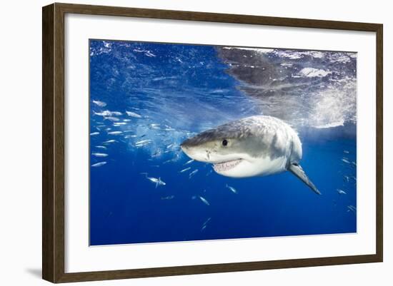 Great White Shark (Carcharodon Carcharias) Guadalupe Island, Mexico, Pacific Ocean. Vulnerable-Franco Banfi-Framed Photographic Print